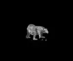 national geographic loading page walking bear